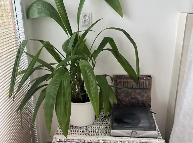 Michaela Daire Turnov